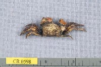 藏品(角背蟹屬)的圖片